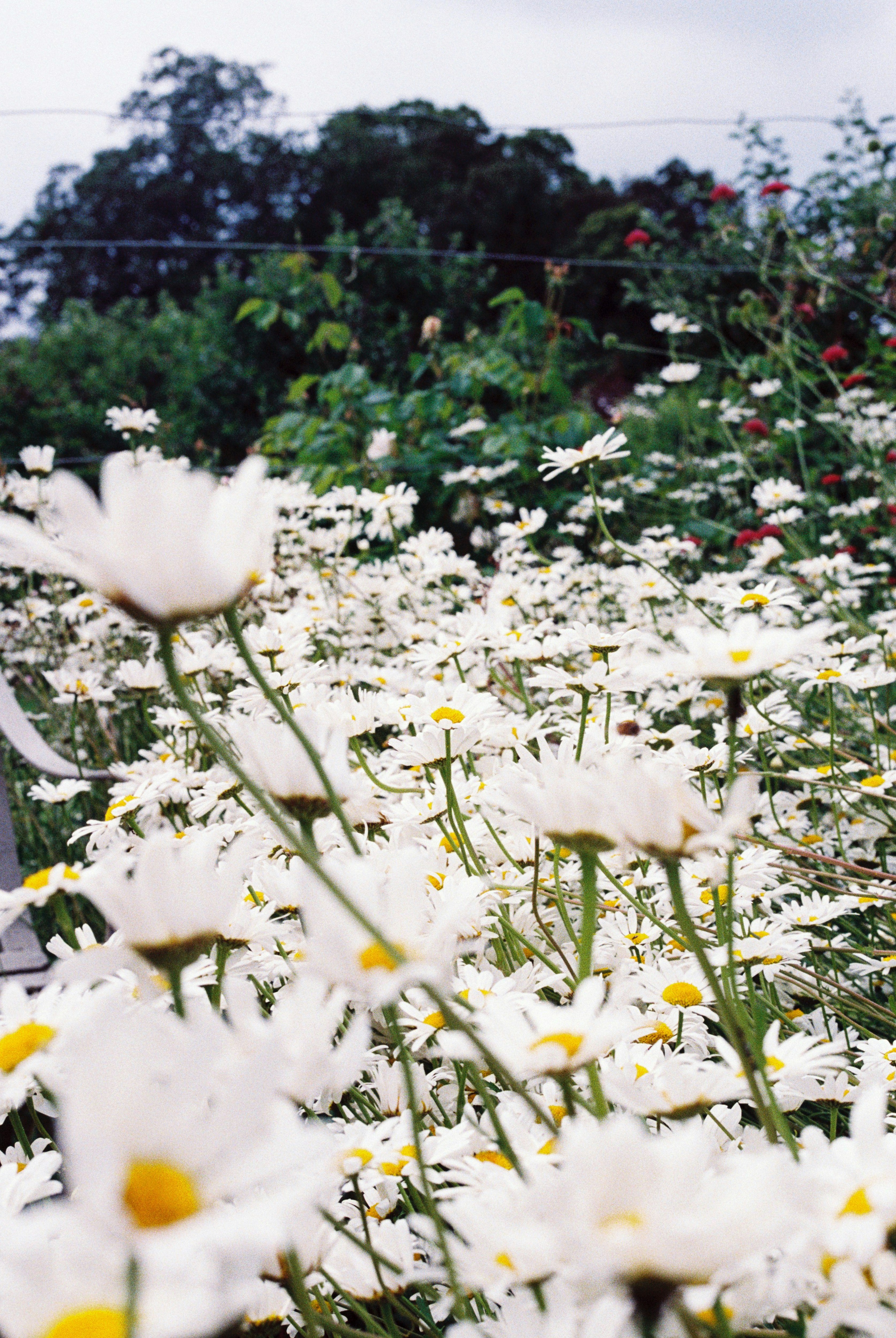 white and yellow flowers during daytime